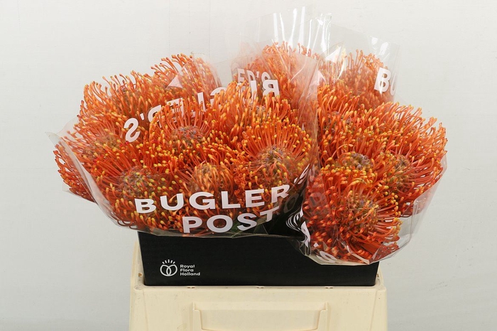 <h4>Leuco Ayoba Mandarin Zest</h4>