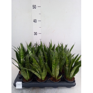 Sansevieria trifa. 'Black Coral'