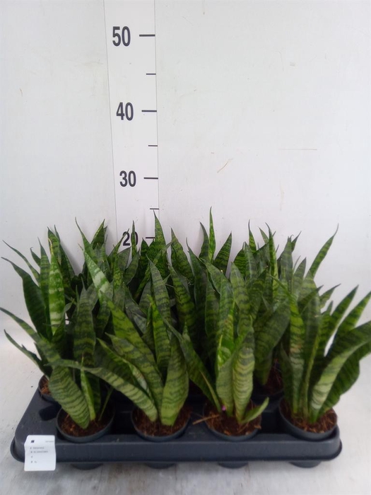 <h4>Sansevieria trifa. 'Black Coral'</h4>