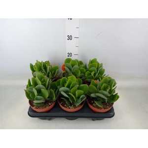 Crassula arborescens