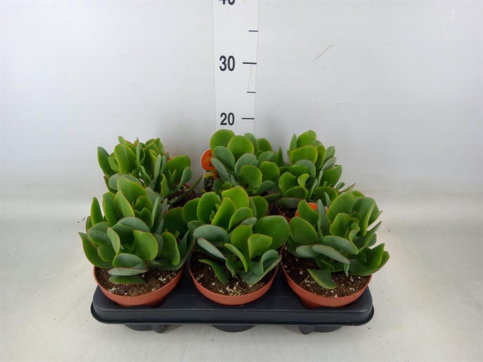 <h4>Crassula arborescens</h4>