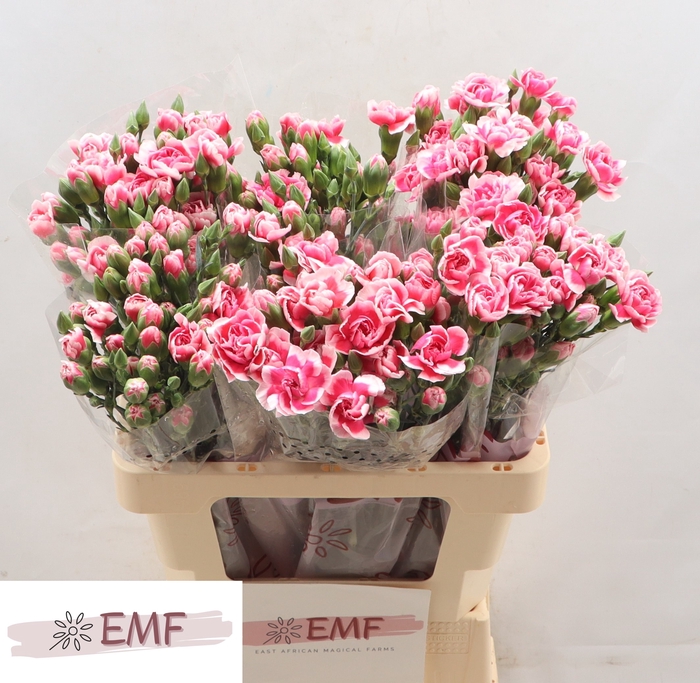 <h4>DI TR COSMOCHERRY</h4>