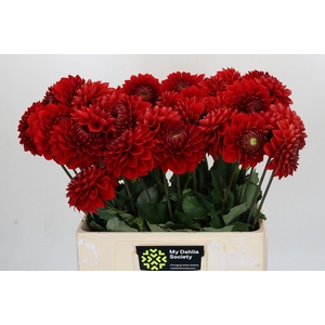 Dahlia Red Flag