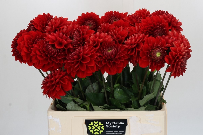 Dahlia Red Flag