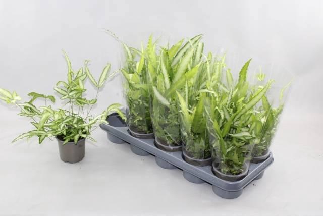 <h4>PTERIS ALBOLINEATA</h4>