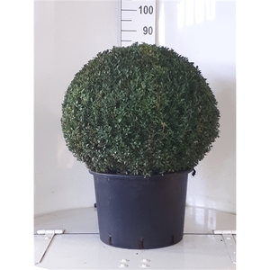 Buxus sempervirens bol 55