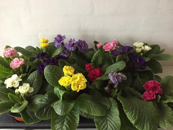 <h4>PRIMULA VULGARIS-HYBRID p11</h4>