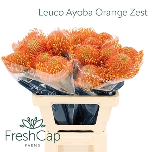 Leuco Ayoba Orange Zest