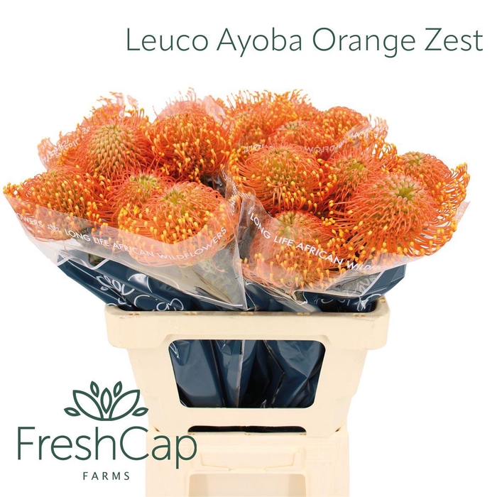 <h4>Leuco Ayoba Orange Zest</h4>