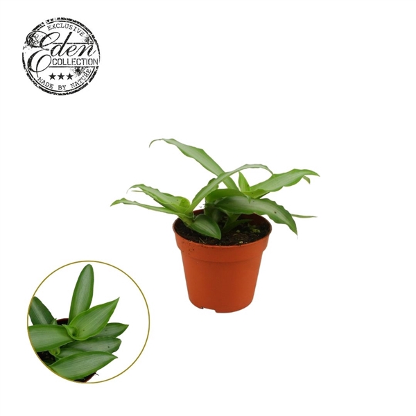 <h4>Murdannia loriformis 8,5cm</h4>