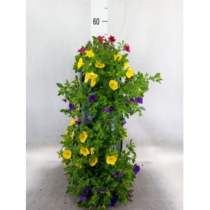 Petunia  'Surfinia'   ...