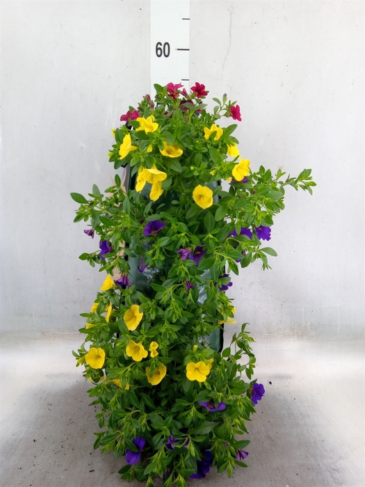 <h4>Petunia  'Surfinia'   ...</h4>