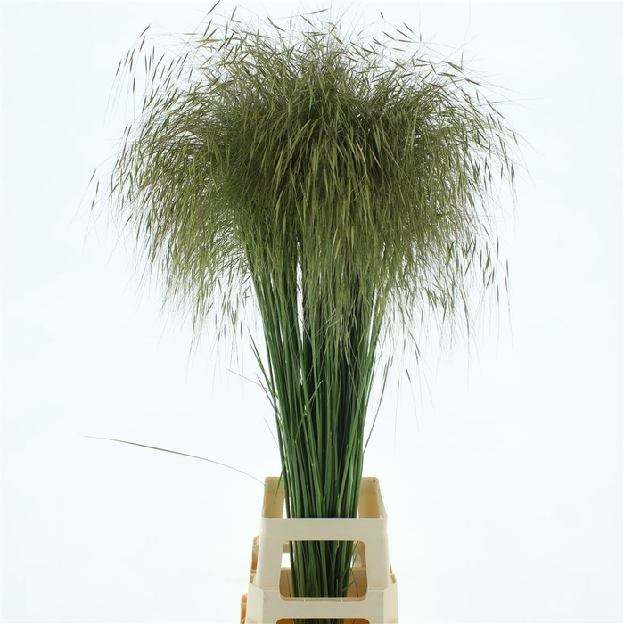 <h4>Stipa Gold</h4>