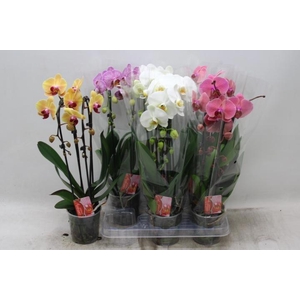 PHAL EL CASCADE