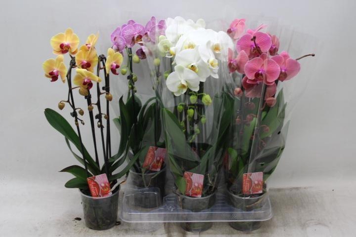 <h4>PHAL EL CASCADE</h4>