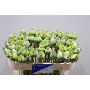 Papaver Bal M