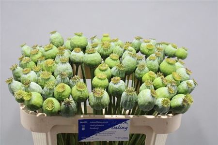 <h4>Papaver Bal M</h4>