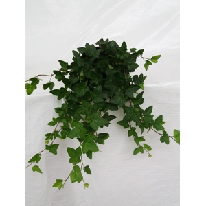 HEDERA HELIX p13