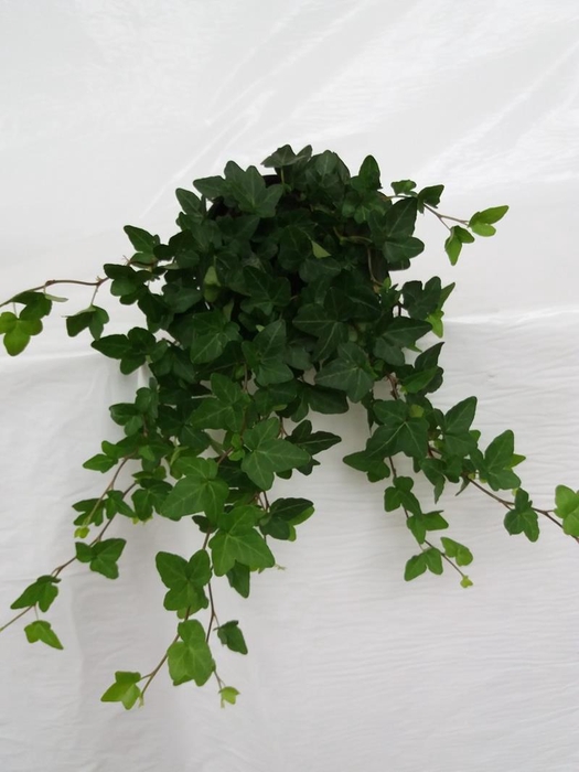 <h4>HEDERA HELIX p13</h4>