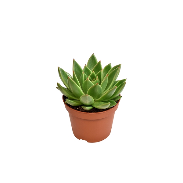 <h4>Echeveria Miranda</h4>