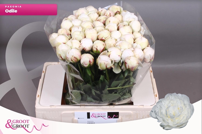 <h4>PAEO L ODILE</h4>