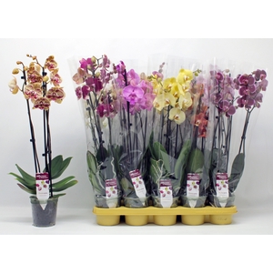 PHAL GEM