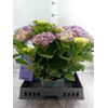 Hydrangea mac.   ...
