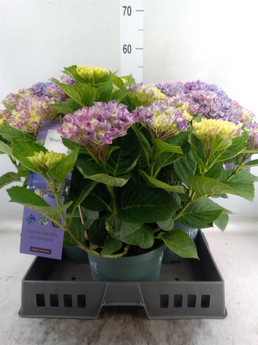 <h4>Hydrangea mac.   ...</h4>