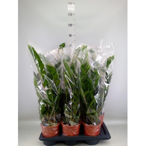 Zamioculcas zamiifolia