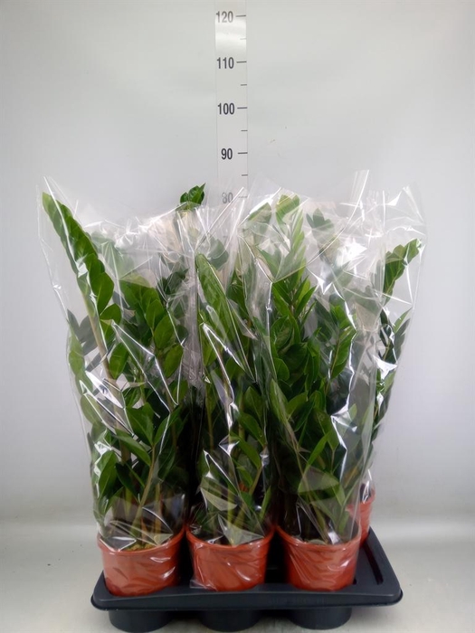 <h4>Zamioculcas zamiifolia</h4>