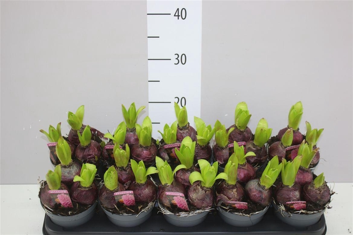 <h4>Hyacinthus Pink Pearl 3pp</h4>