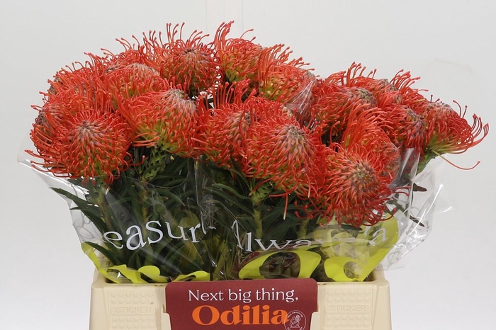 <h4>Nutans Succession</h4>