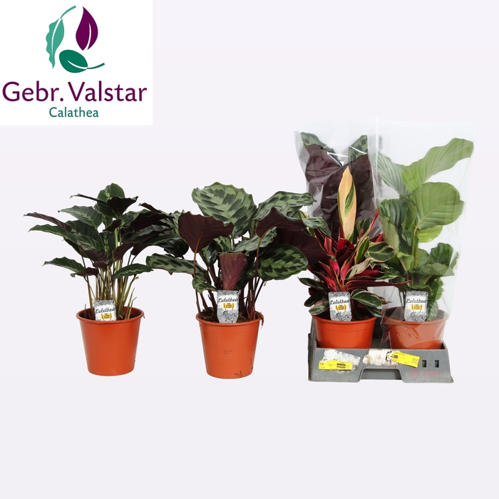 <h4>CALAT GEM 4 SRT</h4>