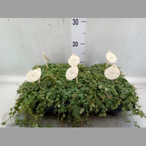 Peperomia pros.