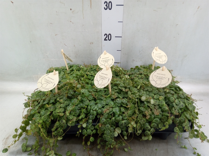 <h4>Peperomia pros.</h4>