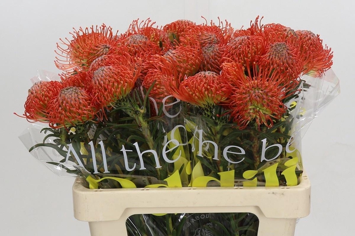 <h4>LEUCO CO SUCCESSION</h4>