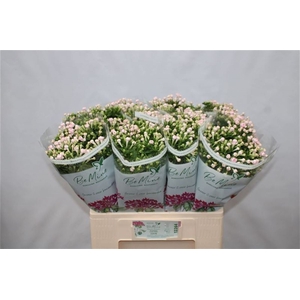 Bouvardia Double Diamond Lightpink