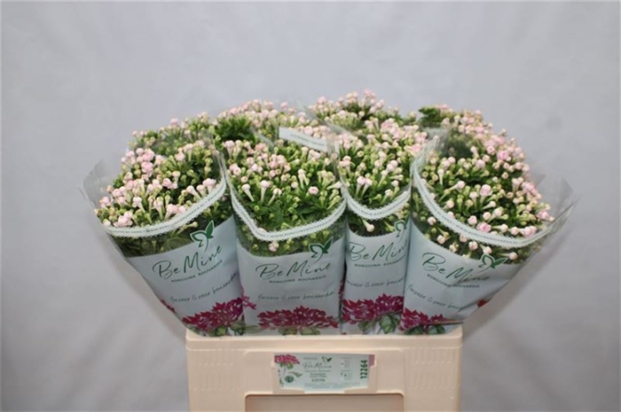 <h4>Bouvardia Double Diamond Lightpink</h4>