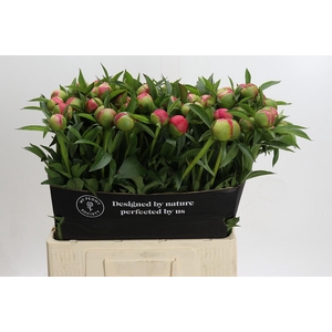 Paeonia Coral Charm