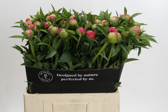 <h4>Paeonia Coral Charm</h4>