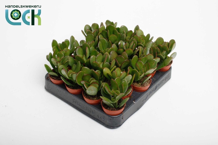 <h4>Crassula Argentea Ovata</h4>