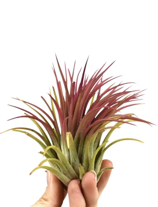 <h4>tillandsia ionantha rood xl</h4>