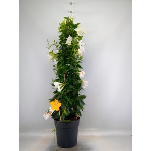 Mandevilla sand. 'SumStar White'