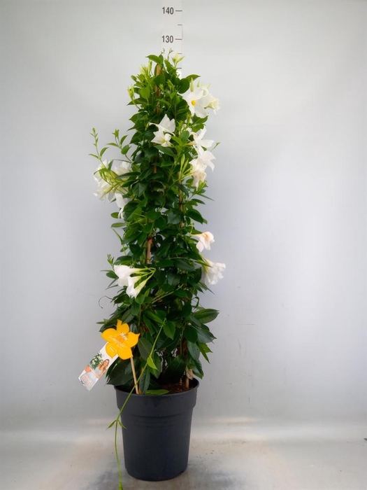 <h4>Mandevilla sand. 'SumStar White'</h4>