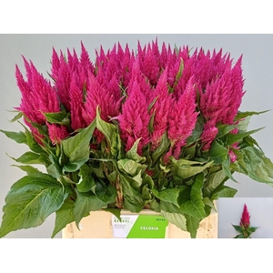 Celosia arg. PL 'Century Purple Ro'