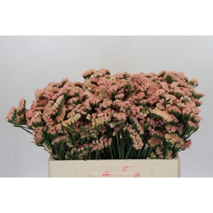 Limonium sinuatum Honey Apricot