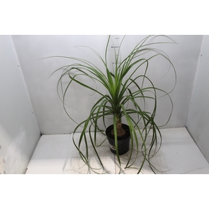 BEAUCARNEA P17