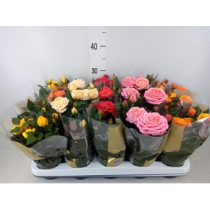 Rosa  'Kordana Grande'   ...mix