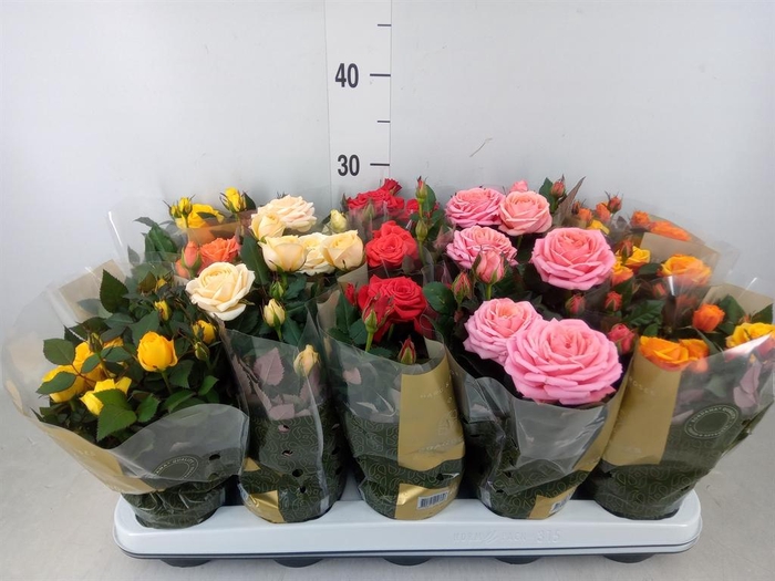 <h4>Rosa  'Kordana Grande'   ...mix</h4>