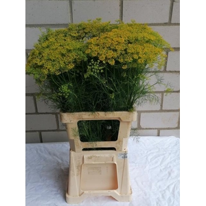 ANETHUM GRAVEOLENS